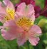 Picture of Alstroemeria 'Pink Lady'