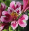 Picture of Alstroemeria 'Cattleya'