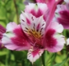 Picture of Alstroemeria 'Cattleya'