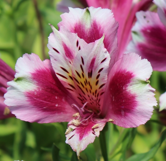 Picture of Alstroemeria 'Cattleya'