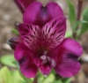 Picture of Alstroemeria 'Inca Replay'