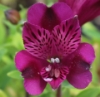 Picture of Alstroemeria 'Inca Replay'