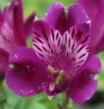 Picture of Alstroemeria 'Inca Replay'