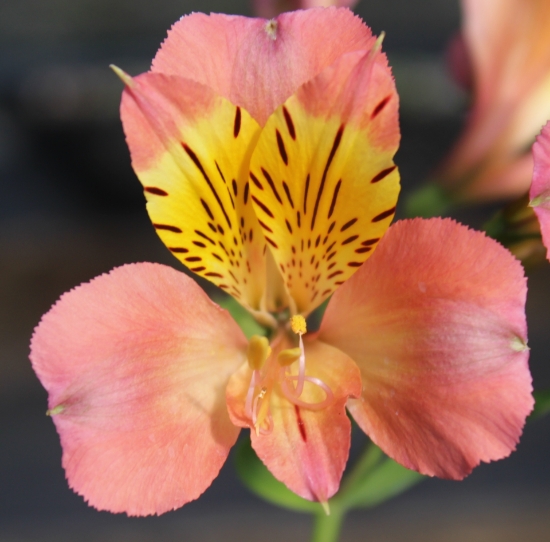 Picture of Alstroemeria 'Summer Relieve'