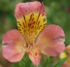 Picture of Alstroemeria 'Summer Relieve'