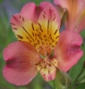 Picture of Alstroemeria 'Summer Relieve'