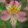 Picture of Alstroemeria 'Summer Relieve'