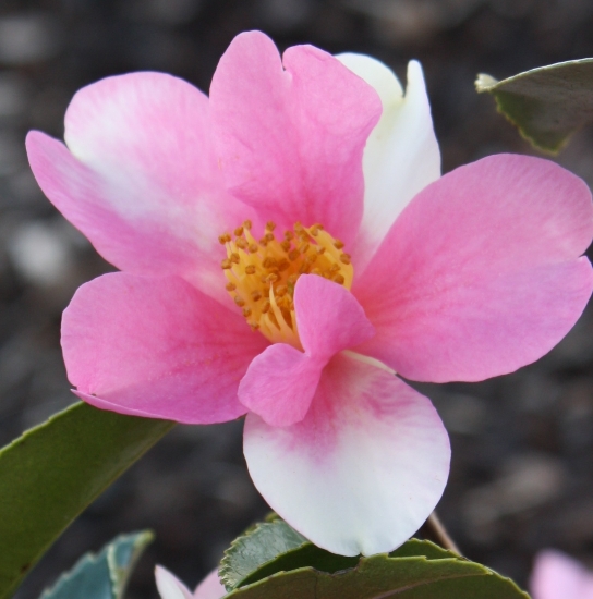 Picture of Camellia 'Yume'