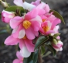 Picture of Camellia 'Yume'