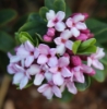 Picture of Daphne x mantensiana 'Manten'