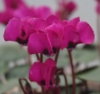 Picture of Cyclamen coum Dark Magenta - Purple 