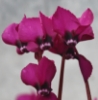 Picture of Cyclamen coum Dark Magenta - Purple 