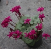 Picture of Cyclamen coum Dark Magenta - Purple 