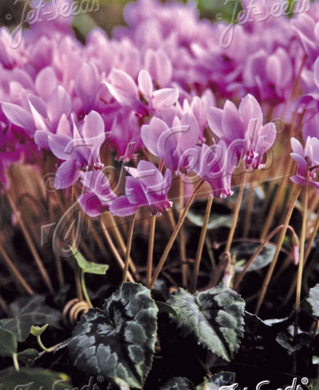 Picture of Cyclamen hederifolium 'Pink Pearls'