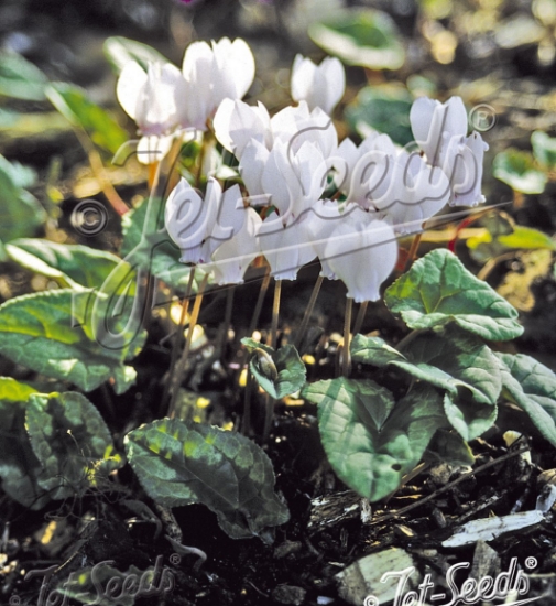 Picture of Cyclamen hederifolium 'White Pearls'