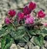 Picture of Cyclamen hederifolium f. rubriflorum