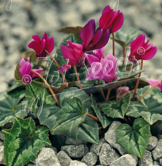 Picture of Cyclamen hederifolium f. rubriflorum