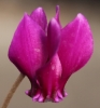 Picture of Cyclamen hederifolium f. rubriflorum