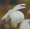 Picture of Epimedium 'Pearl Drops'