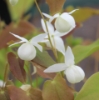 Picture of Epimedium 'Pearl Drops'