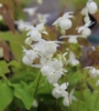 Picture of Epimedium 'Pearl Drops'