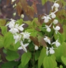 Picture of Epimedium 'Pearl Drops'