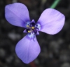 Picture of Herbertia lahue ssp. lahue