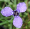 Picture of Herbertia lahue ssp. lahue