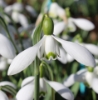 Picture of Galanthus 'S. Arnott' (in pots)