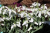 Picture of Galanthus 'S. Arnott' (in pots)