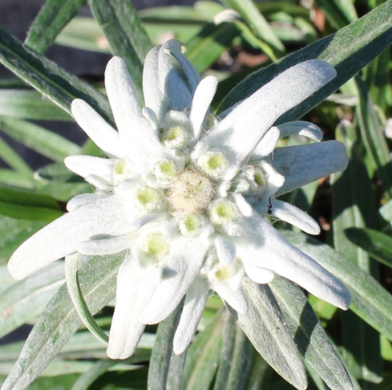 Picture of Leontopodium alpinum 'Mont Blanc' larger pots