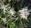 Picture of Leontopodium alpinum 'Mont Blanc' larger pots