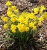 Picture of Narcissus jonquilla 'Chit Chat' in pots