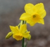 Picture of Narcissus jonquilla 'Chit Chat' in pots