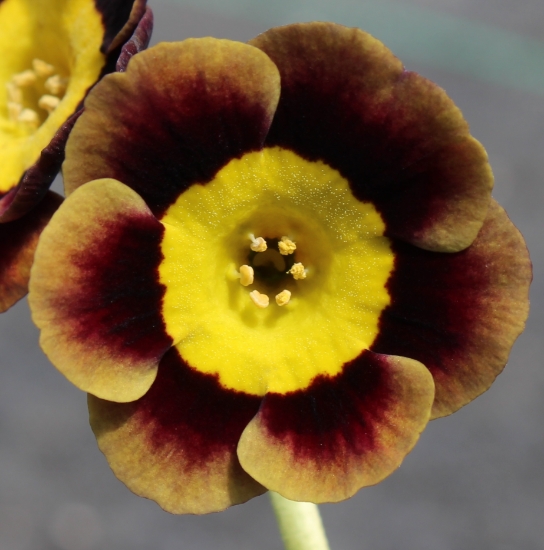 Picture of Primula auricula 'Lee Paul'