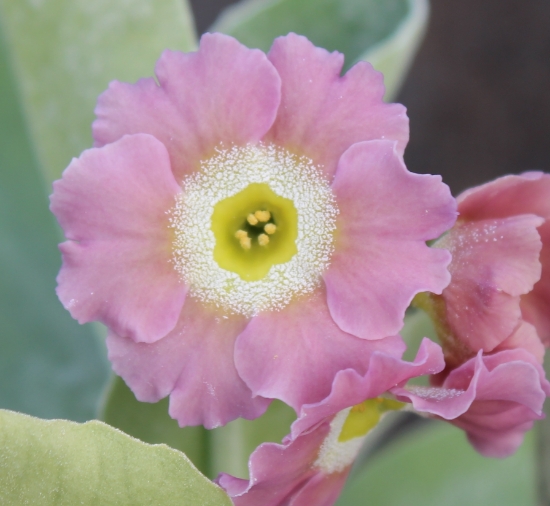 Picture of Primula auricula 'Barbe a Papa'