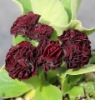 Picture of Primula auricula 'Forest Bordeaux'