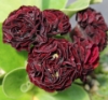 Picture of Primula auricula 'Forest Bordeaux'