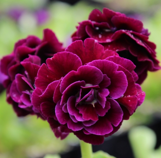 Picture of Primula auricula 'Shalford'