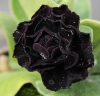 Picture of Primula auricula 'Sooty'