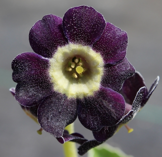 Picture of Primula auricula 'Starling'