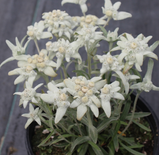 Picture of Leontopodium alpinum 'Baerli' seedlings