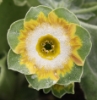 Picture of Primula auricula 'Parakeet'