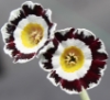 Picture of Primula auricula 'Brookfield'