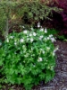 Picture of Geranium maculatum 'Vickie Lynn'