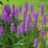 Picture of Dactylorhiza fuchsii 'Bressingham Bonus' lg.