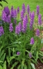 Picture of Dactylorhiza fuchsii 'Bressingham Bonus' lg.