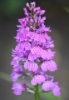 Picture of Dactylorhiza fuchsii 'Bressingham Bonus' lg.