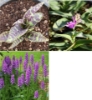 Picture of Dactylorhiza fuchsii Trio