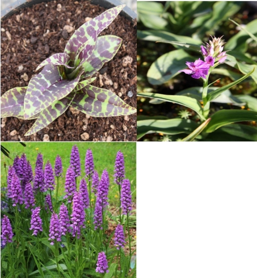 Picture of Dactylorhiza fuchsii Trio